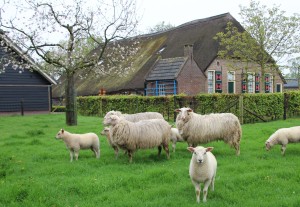 boerderij met schapen